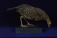 藍腹鷴藏品圖，第10張